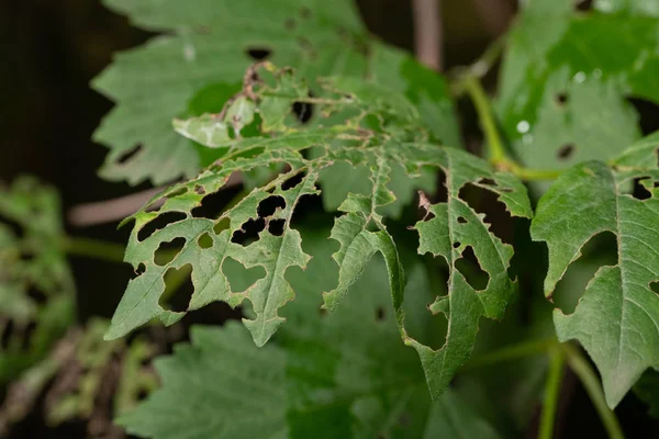 yaprakları yenen larves ile uzak tırtıllar