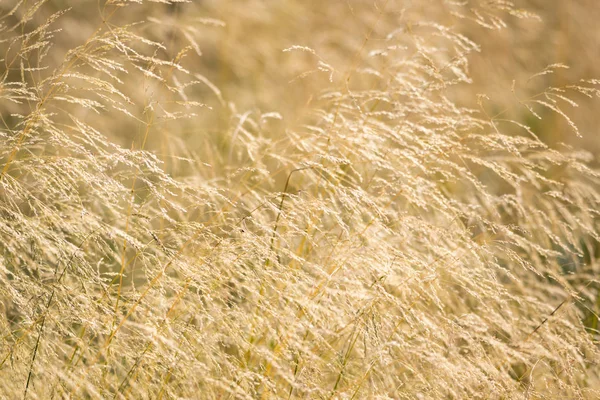 Feather Grass atau Needle Grass, Nassella tenuissima dan latar belakang putih — Stok Foto