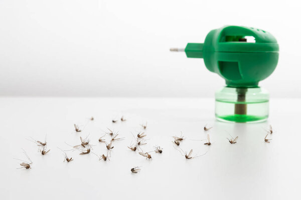 Dead mosquitoes on white background