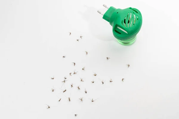 Mosquitos muertos sobre fondo blanco —  Fotos de Stock