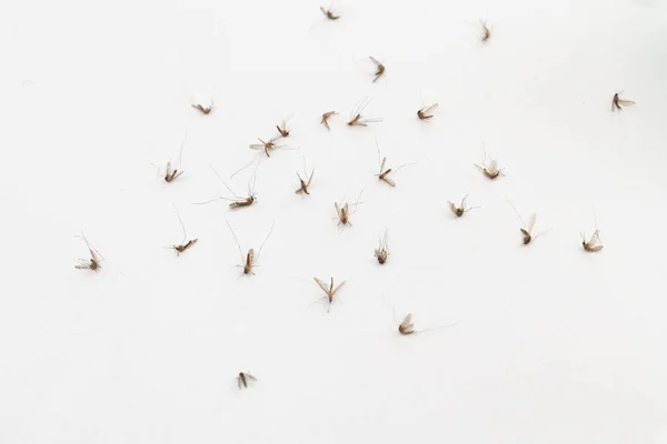 Mosquitos mortos no fundo branco — Fotografia de Stock