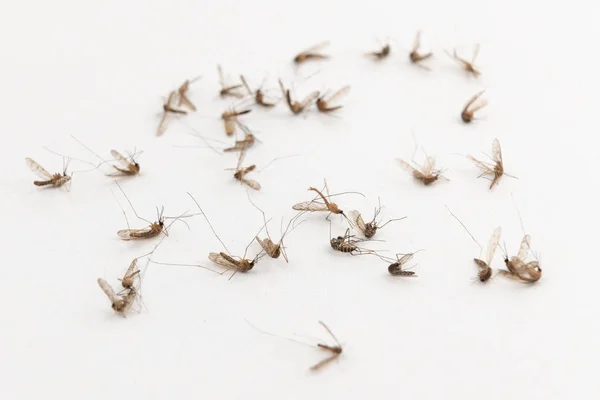 Мертвые комары на белом фоне — стоковое фото
