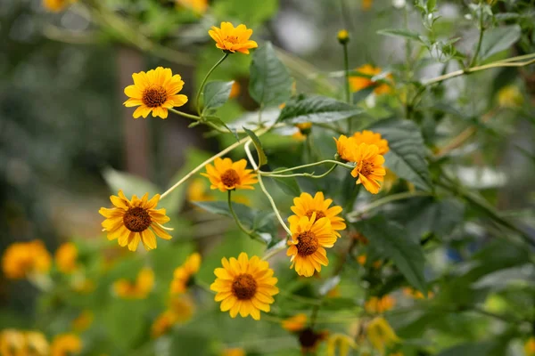 Grupa kolorowych soczystych żółty kwiat z pomarańczowym centrum i żywe przyjemne czyste płatki. Kwitnące Karczoch Jerozolimskie w makro. Wiele Helianthus tuberosus zbliżenie. Piękne kwiaty topinambur. — Zdjęcie stockowe