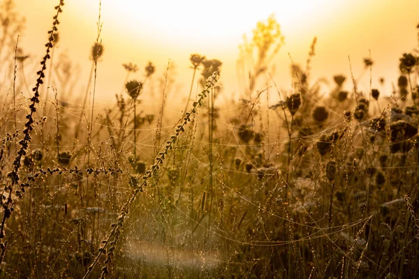 Padang rumput pagi yang berkabut. Rumput basah dan jaring laba-laba . — Stok Foto