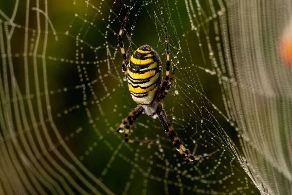 Aranha amarela-negra em sua teia de aranha - Argiope bruennichi — Fotografia de Stock