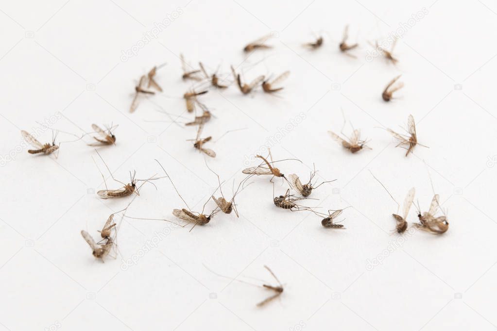 Dead mosquitoes on white background