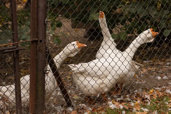 Χήνες και κοτόπουλα στο στάβλο πίσω από το δίχτυ — Φωτογραφία Αρχείου