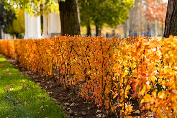 Gelbe Blätter am Strauch im Herbst, der lebende Zaun — Stockfoto