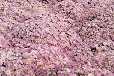 Güzel kasımpatı bitkisi çiçek açmış.