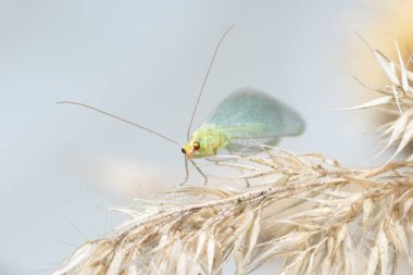 Böcek makrosu Chrysoperla carnea sineği kuru çimenlerde oturuyor.