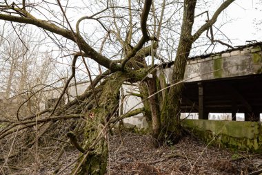 İnekler için terk edilmiş eski harabe ahırın içi. Yıkılmış tarım