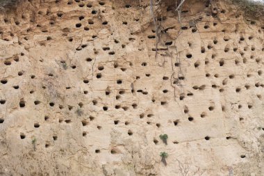 Sand Martin için yuva yeri, ya da Bank Riparia Riparia - yuva kolonisi yutar.