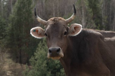 Otlaktaki boynuzlu ineğin yakın plan portresi. İnek kameraya bakar.