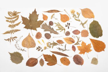 Beyaz Arkaplanda Çeşitli Bitkilerin Baskılı Bitkisi