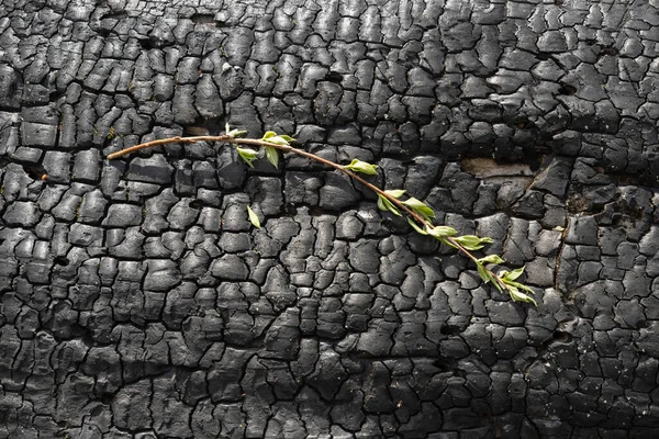 Une Brindille Aux Jeunes Feuilles Vertes Repose Sur Tronc Arbre — Photo