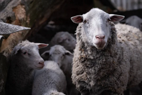 Πρόβατα Και Μικρά Αρνιά Ξύλινο Στάβλο — Φωτογραφία Αρχείου