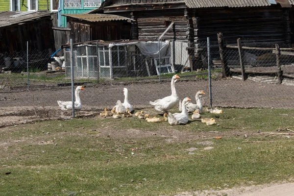 Russian village. Russian countryside. Geese and goslings. Russian nature. Country life. Birds farming.