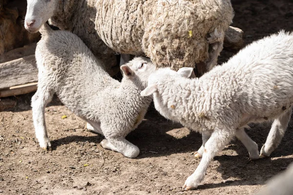 Corderito Está Recibiendo Leche Las Ovejas — Foto de Stock