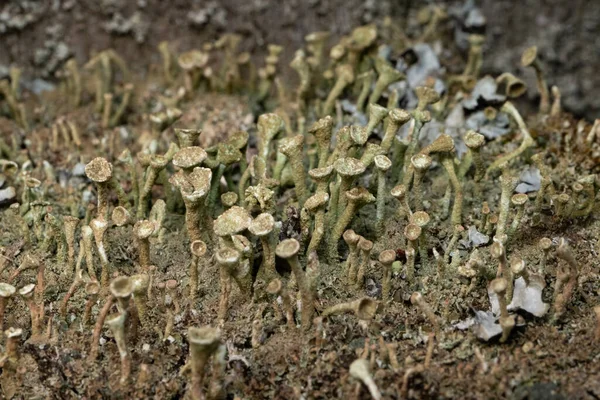 Terompet Pixie Lichen Cladonia Fimbriata — Stok Foto