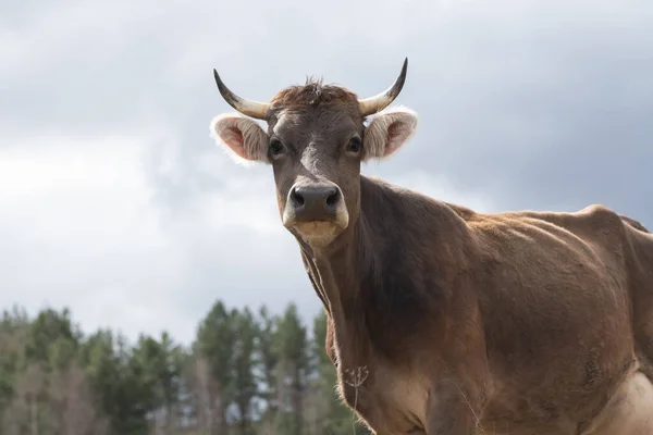 Portrait Gros Plan Vache Cornue Extérieur Sur Prairie Vache Regarde — Photo