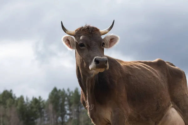 草原の上の角の牛のクローズアップ肖像画 牛は目を背けて — ストック写真