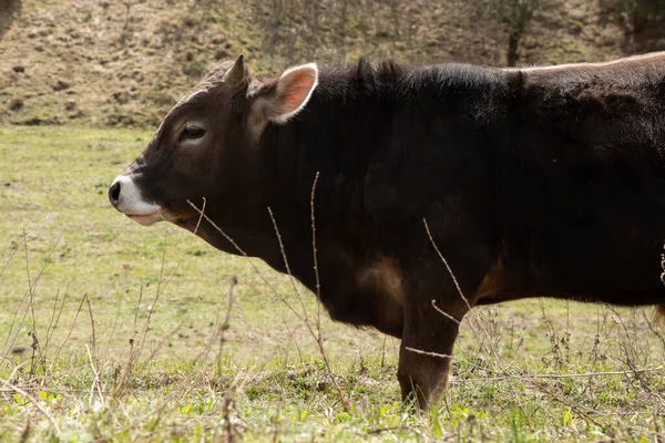 Jeune Taureau Brun Broute Dans Une Prairie Jour Printemps — Photo