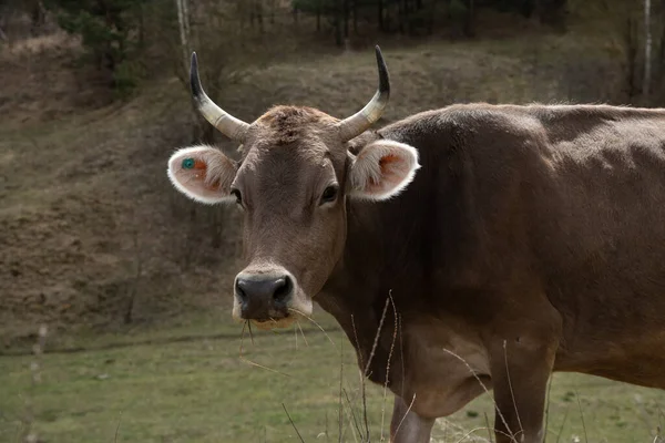草原の上の角の牛のクローズアップ肖像画 牛はカメラを見て — ストック写真