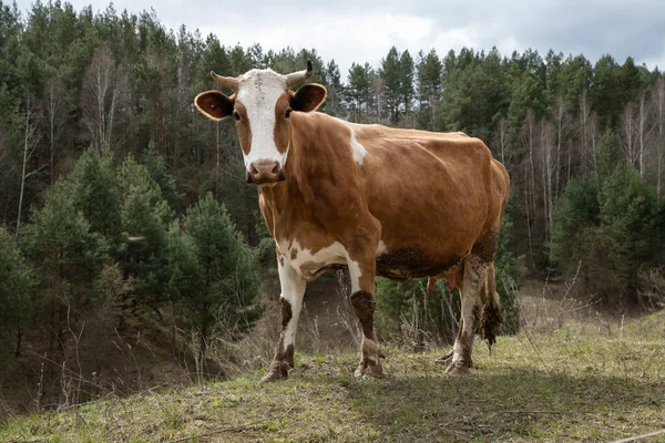 Portrait Gros Plan Vache Cornue Extérieur Sur Prairie Vache Regarde — Photo