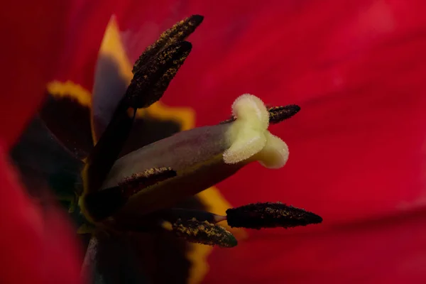 Nahaufnahme Eines Teils Der Tulpenblüte Großaufnahme Der Frühlingstulpe — Stockfoto