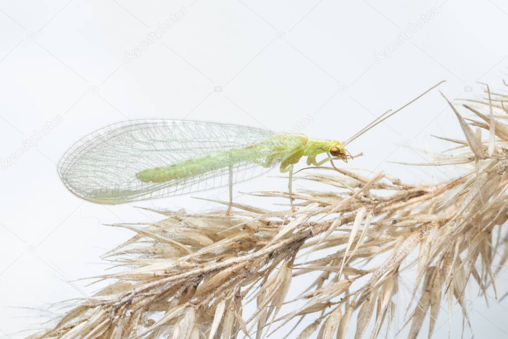 Insect macro Chrysoperla carnea fly sitting on dry grass