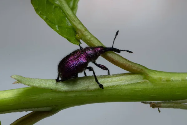 Weevil Beetle Rhynchites Bacchus Sur Une Feuille Verte Ravageur Des — Photo