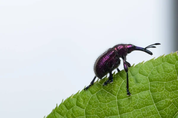 Weevil Beetle Rhynchites Bacchus Sur Une Feuille Verte Ravageur Des — Photo