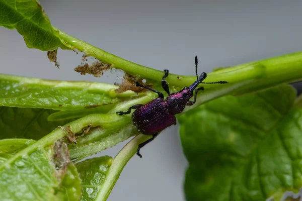 Weevil Beetle Rhynchites Bacchus Зелёном Листе Пешт Фруктовых Деревьев Проблема — стоковое фото