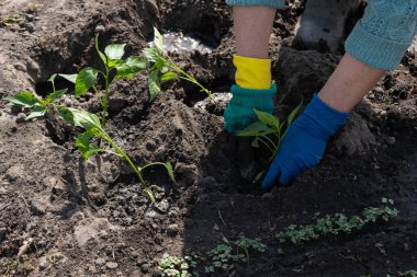 Sebze bahçesine biber tohumu eken çiftçi.