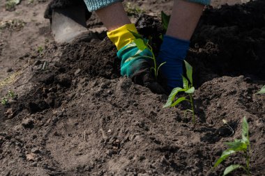 Sebze bahçesine biber tohumu eken çiftçi.