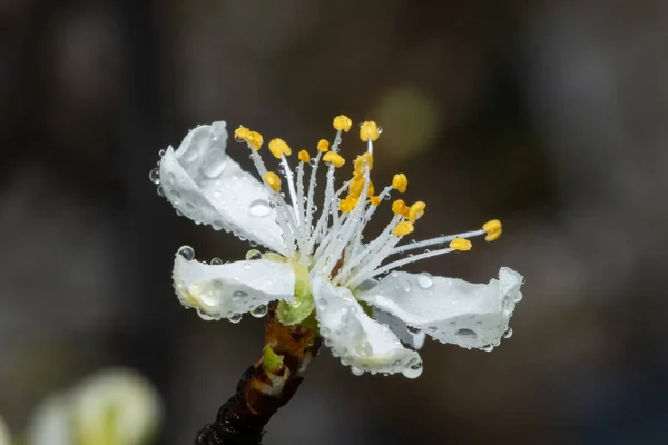 Pommiers Fleurs Blanches Avec Gouttes Pluie Fleurs Pomme Blanche Sur — Photo