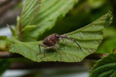 Fındık buğday biti (Curculio nucum) fındık yapraklarının üzerinde