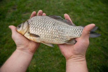 Balıkçının elinde sazan balığı. İnsanın elinde tatlı su balığı var. Kavram: gölette balık tutmak, erkek hobisi.