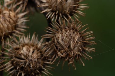 Burdock güneş ışığı Arctium lappa bur kuru erişte ağı ilkbaharın şafağında