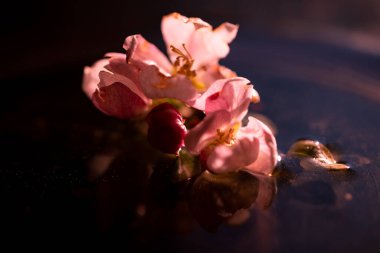 Siyah arkaplanda yansımalı elma çiçeği