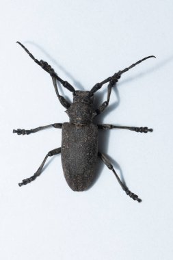 Xystrocera, Cerambycidae familyasına ait bir uzun boynuz böceği cinsidir..