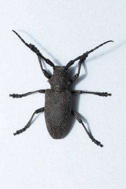 Xystrocera is a genus of long horn beetles that belong to the Cerambycidae family. clipart