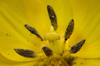 Makro sarı lale yaprakları tamamen çiçeklenmiş ve küçük su damlalarıyla kaplıdır. Seçici odak