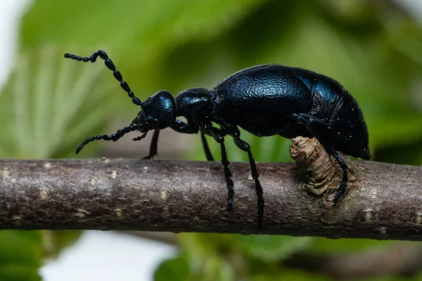 ヨーロッパの油甲虫 Meloe Proscarabaeus — ストック写真