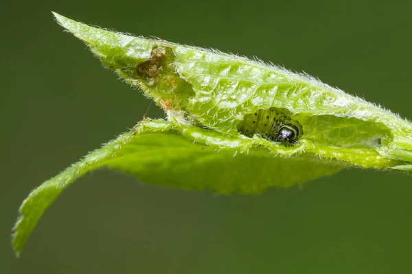 Weiße Larven Auf Jungen Grünen Blättern Schädlinge Fressen Junge Blätter — Stockfoto