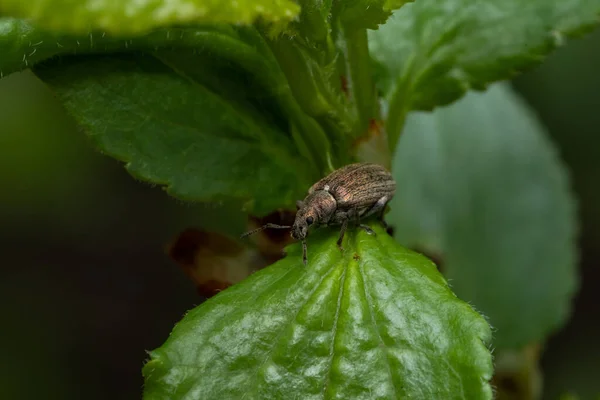 Charançon Commun Des Feuilles Phyllobius Pyri Sur Les Feuilles — Photo