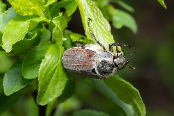 Close Cockchafer Melolontha Melolontha Eating — Stock Photo, Image