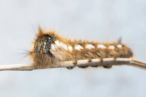 Tränende Mottenraupe Euthrix Potatoria — Stockfoto