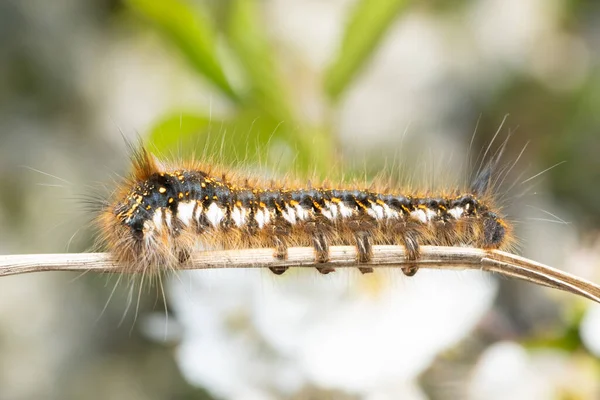 Drinker Moth Caterpillar Euthrix Potatoria — Stock Photo, Image