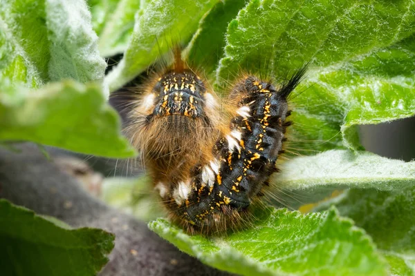 Alkolik Güve Tırtılı Euthrix Potatoryası — Stok fotoğraf